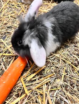 Kaninchen Mini-Lop - Nörten-Hardenberg