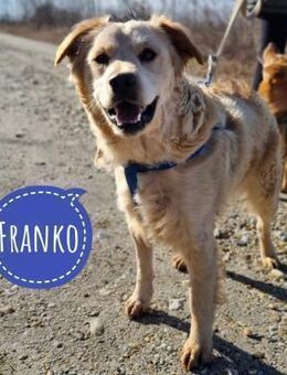 Franko ein blonder Schatz - Mannheim