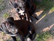 Rhodesien Ridgeback und Englisch Pointer - Dorsten