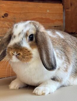 Kleine Zwergwidder Kaninchen Jungtiere Zwerghasen vom Züchter - Büchlberg