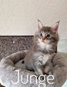 Maine Coon Kitten. - Liebenau (Niedersachsen)