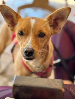 Poppy, 36cm, bald auf PS bei Köln - Köln