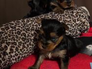 Yorkshire Terrier - Halle (Saale)