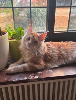 Maine coon Perser kätzchen - Vechta