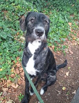 GROßER Haus/Hofhund sucht Zuhause - Lünen