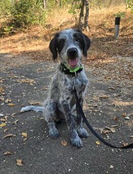 Flafy verspielter, verschmuster Junghund - Berlin