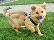Alfi-Familienhund,Leinenführig,Katzenlie - Blankenheim (Nordrhein-Westfalen)