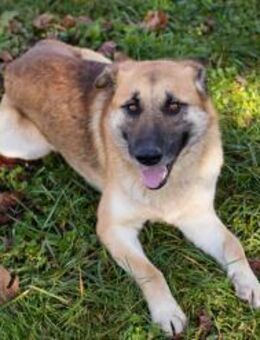 MARTY - eher sanft und zurüvkhaltend - Overath