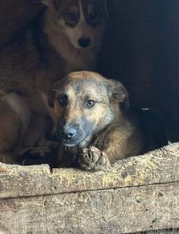 Hanna ist eine gelehrige Maus 🐾 - Elsdorf (Nordrhein-Westfalen)