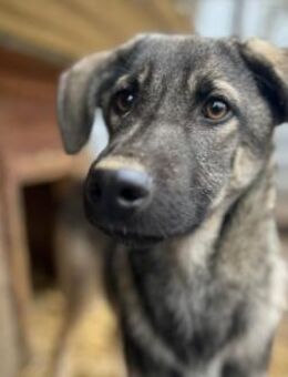 aufgeweckter, zuckersüßer GLENNIE - Kallmünz