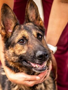 Jimmi, neugieriger Schäferhund, 9J - Vaterstetten