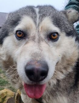 Der fröhliche Malamute COCO sucht seine Menschen - Baden-Baden