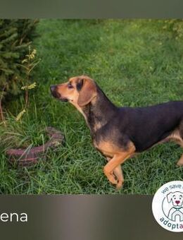 Milena: Sucht ein Zuhause - Kirchzell