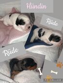 Cavapoo Welpen traumhaft hübsch in 26835