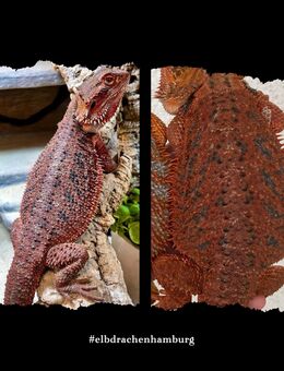 Half Red Monster het Hypotrans weibliche Bartagame (pogona vitticeps) - Hamburg Wandsbek