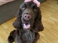 Hündin sucht Deckrüden: Reinrassige Cocker Spaniel - Stuttgart