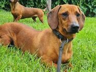 Kleiner Schatz Pippin sucht großes Herz - Hamburg