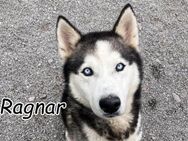 Wollen Sie leben mit Ragnar??? - Essingen (Rheinland-Pfalz)