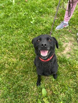 Sonnenschein Suncica - Ellerbek