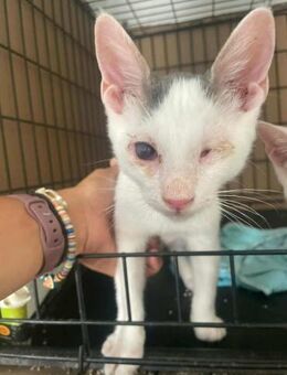 Prince, kleiner Herzensbrecher, 5M blind - Vaterstetten