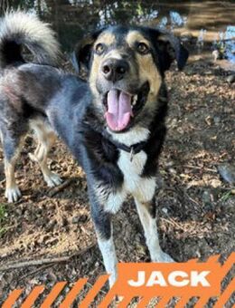 Jack - toller Familienhund - Berlin