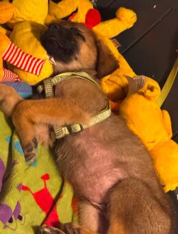 Mischlingswelpen - Gallmersgarten