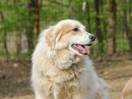 HOUDINI möchte das Tierheim verlassen - Schwabach