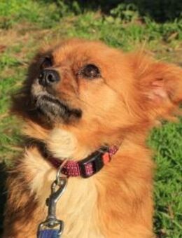 TIKA - großes Herz für Tiere gefragt - Overath