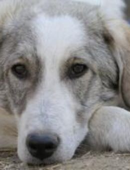 Helmi zaghafter Jungrüde - Kallmünz