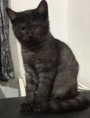 Tolle Bkh kitten Glückskatze und Choco 13 w verschmust ab heute abzugeben in 45309