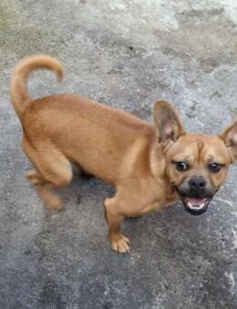 Lorenzo - er liebt den Menschen - Höchst (Odenwald)