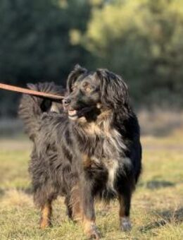 Franek - lieb, umgänglich, clever - Rheine
