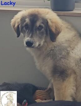 Lacky der Kuschelbär - Kissing