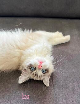 Süße Ragdoll Kitten mit Stammbaum - Duisburg