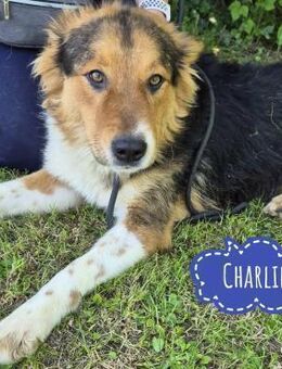 Charlie ein Familien geeigneter Hund - Flörsheim-Dalsheim