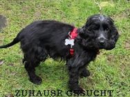 Cocker Mimi sucht ein Zuhause ! - Lippetal