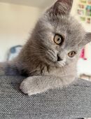 BKH Blue _Katerchen sucht sein neues Zuhause in 52351