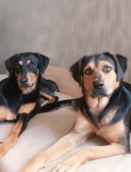 ❤️🐾 Karla & Klara ein Dreamteam🐾❤️ - Eislingen (Fils)