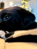 Labrador Retriever Welpen - schwarz in 74405