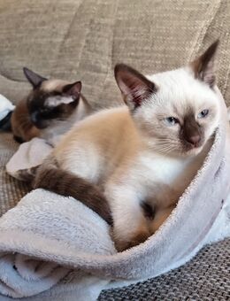 Siam Prinzessin Kitten 🐱❤️ - Köln