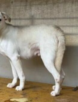 Sensibler Bulli sucht liebevolles Zuhaus - München