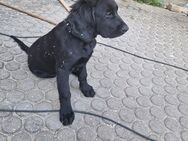 Flat Coated Retriever - Niedermurach