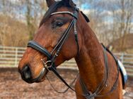 Wunderschöner 5 Jähriger Polnische Warmblut wallach - Zossen