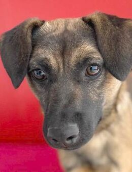 ❤️ fröhlicher Lausbub FILOU ❤️ - Mamming