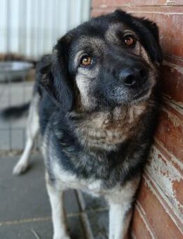 🆘NOTFALL Katy wartet und wartet....🆘 - Eislingen (Fils)