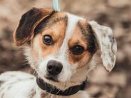 Casper - liebt die Menschen sehr - Lohmar