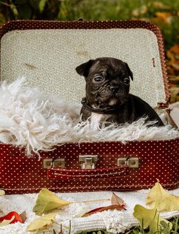 Französische Bulldoggen Welpen - Ostrau