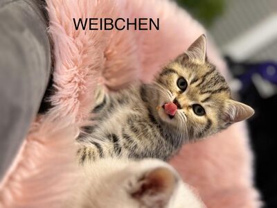 Traumhaft schönen BKH-Kitten haben das Licht der Welt entdeckt am 19.09.2024.