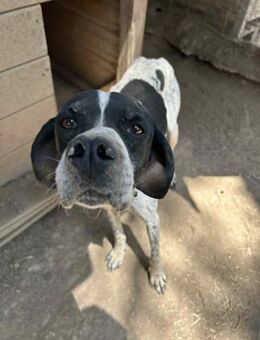 EVITA - auf der Suche nach einem Zuhause - Aerzen