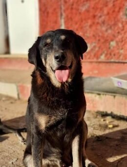 Coco - besonnen und gelassen - Rheine